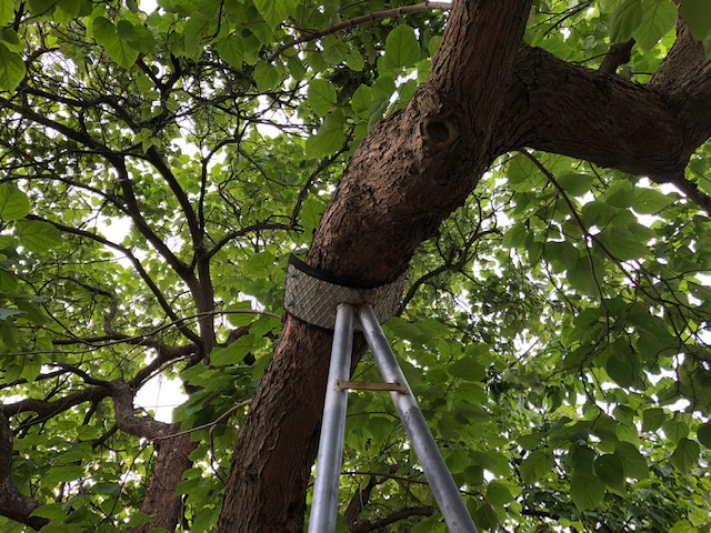 Stützen (A-Stütze) von Bäumen zur Erhaltung der Wuchsform trotz Anomalie