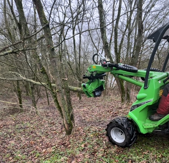 ...ablegen oder transportieren..
F&uuml;r eine wirtschaftliche Durchforstung oder F&auml;llen von Ahorn mit Ru&szlig;rinde.