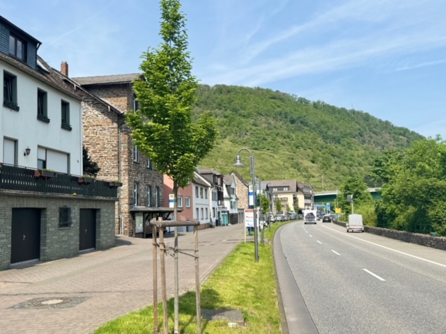Hier haben wir alte Baumst&uuml;mpfe entfernt und neue B&auml;ume gepflanzt, die an diesem Standort eine Zukunft haben.